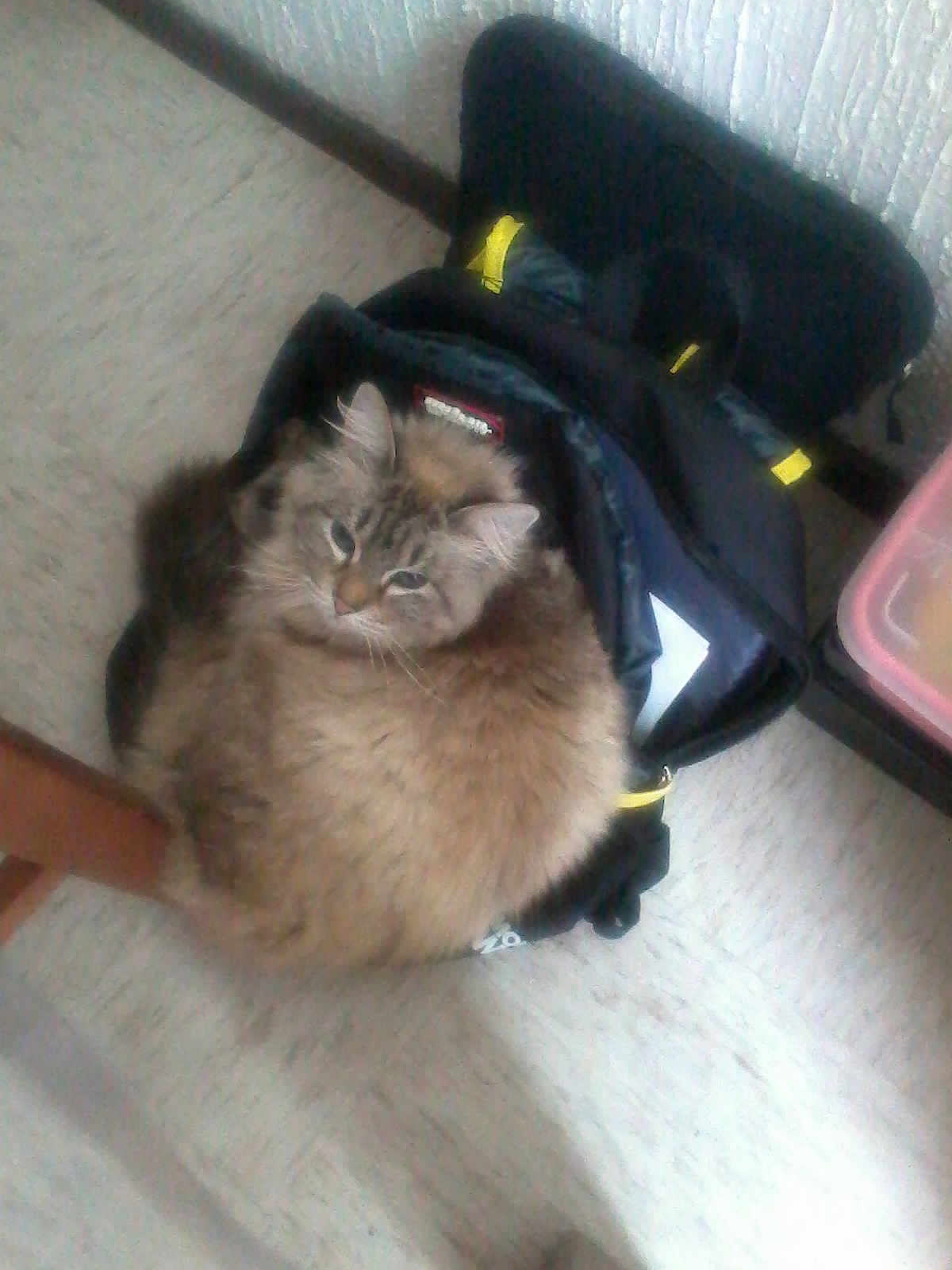 Katty