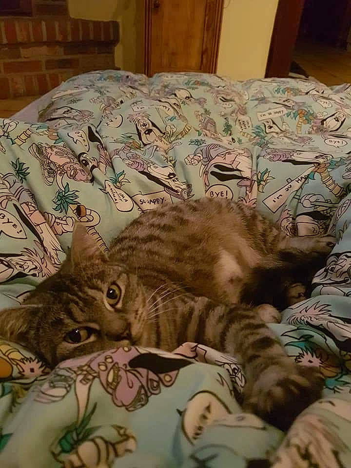 Fifi participe au concours pour gagner de l'argent avec cette photo : bedding, carnivore, cat, comfort, domestic_short_haired_cat, felidae, fur, linens, nap, pattern, paw, picture_frame, room, sleep, small_to_medium_sized_cats, tail, whiskers