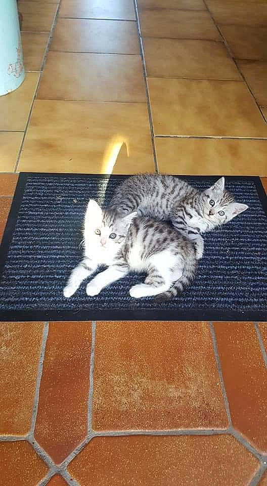 Fifi participe au concours pour gagner de l'argent avec cette photo : carnivore, cat, comfort, domestic_short_haired_cat, felidae, floor, flooring, fur, grey, hardwood, laminate_flooring, paw, rectangle, room, small_to_medium_sized_cats, tail, whiskers, wood, wood_flooring, wood_stain