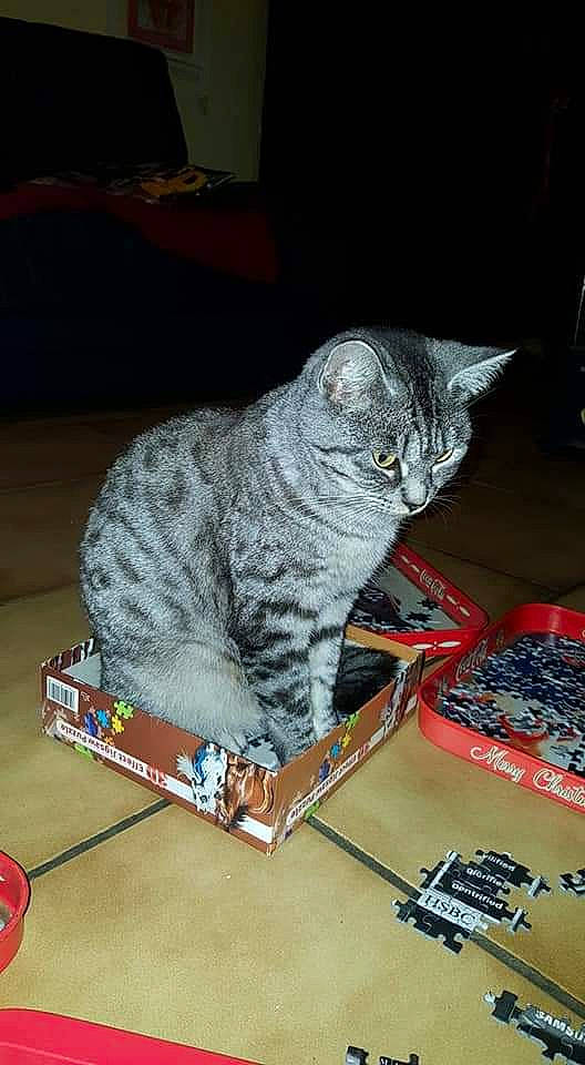 Fifi participe au concours pour gagner de l'argent avec cette photo : carmine, carnivore, cat, comfort, domestic_short_haired_cat, felidae, flooring, fur, grey, publication, rectangle, small_to_medium_sized_cats, tail, whiskers