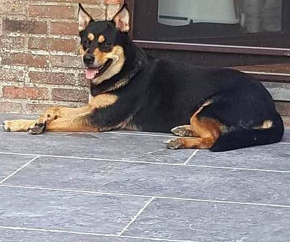 Xena a rejoint le concours — aidez-le/la à gagner de superbes lots ! ancient_dog_breeds, canidae, carnivore, companion_dog, dog, dog_breed, fur, guard_dog, herding_dog, paw, road_surface, rottweiler, sporting_group, vertebrate, window, windshield, working_animal, working_dog