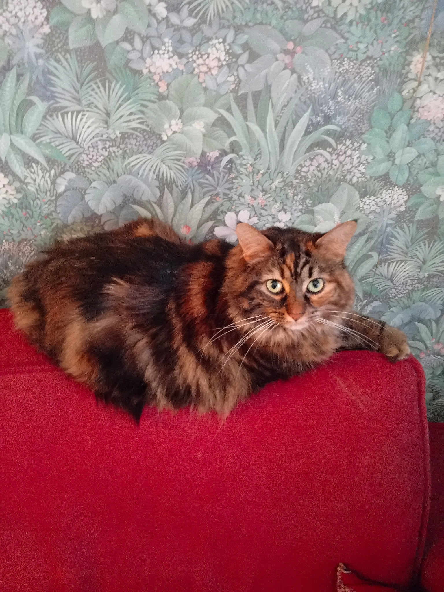 Lilly