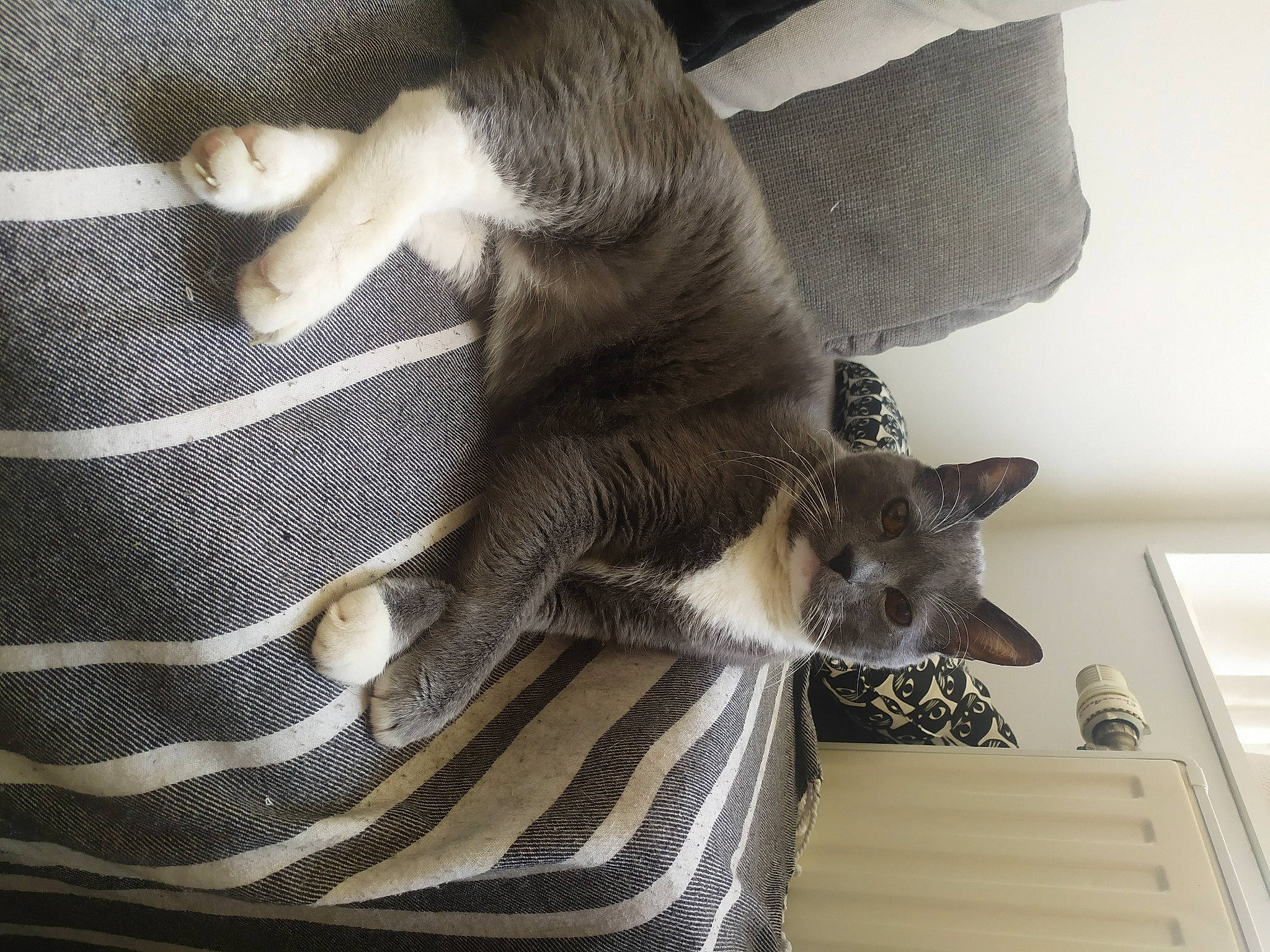 Saba a rejoint le concours — aidez-le/la à gagner de superbes lots ! carnivore, cat, claw, comfort, domestic_short_haired_cat, fawn, felidae, flooring, fur, gesture, grey, hardwood, human_leg, linens, nap, paw, small_to_medium_sized_cats, tail, whiskers, wood