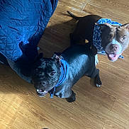 Pebbles is registered to the contest to win money with this photo: dog, indoor, wooden_floor, bandana, black_dog, brown_dog, pets, looking_up, happy, canine, flooring, blanket, footwear, sandals, two_dogs, domestic_animal, animal, companion, playful, ears