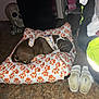 Pebbles joined the competition — help win amazing prizes! dog, sleeping, dog_bed, pumpkin_pattern, floor, shoes, slippers, mini_fridge, skull_decoration, flooring, harness, indoor, household_items, quiet, resting, brown_and_white, clothing, dark_background, pet, relaxation