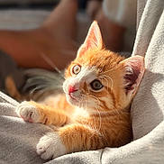 Oly participe au concours pour gagner de l'argent avec cette photo : kitten, cat, orange_tabby, fur, whiskers, ears, eyes, nose, paws, soft_fabric, grey_cloth, sunlight, indoor, closeup, pet, cute, relaxed, young_animal, feline, curious