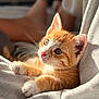kitten, cat, orange_tabby, fur, whiskers, ears, eyes, nose, paws, soft_fabric, grey_cloth, sunlight, indoor, closeup, pet, cute, relaxed, young_animal, feline, curious