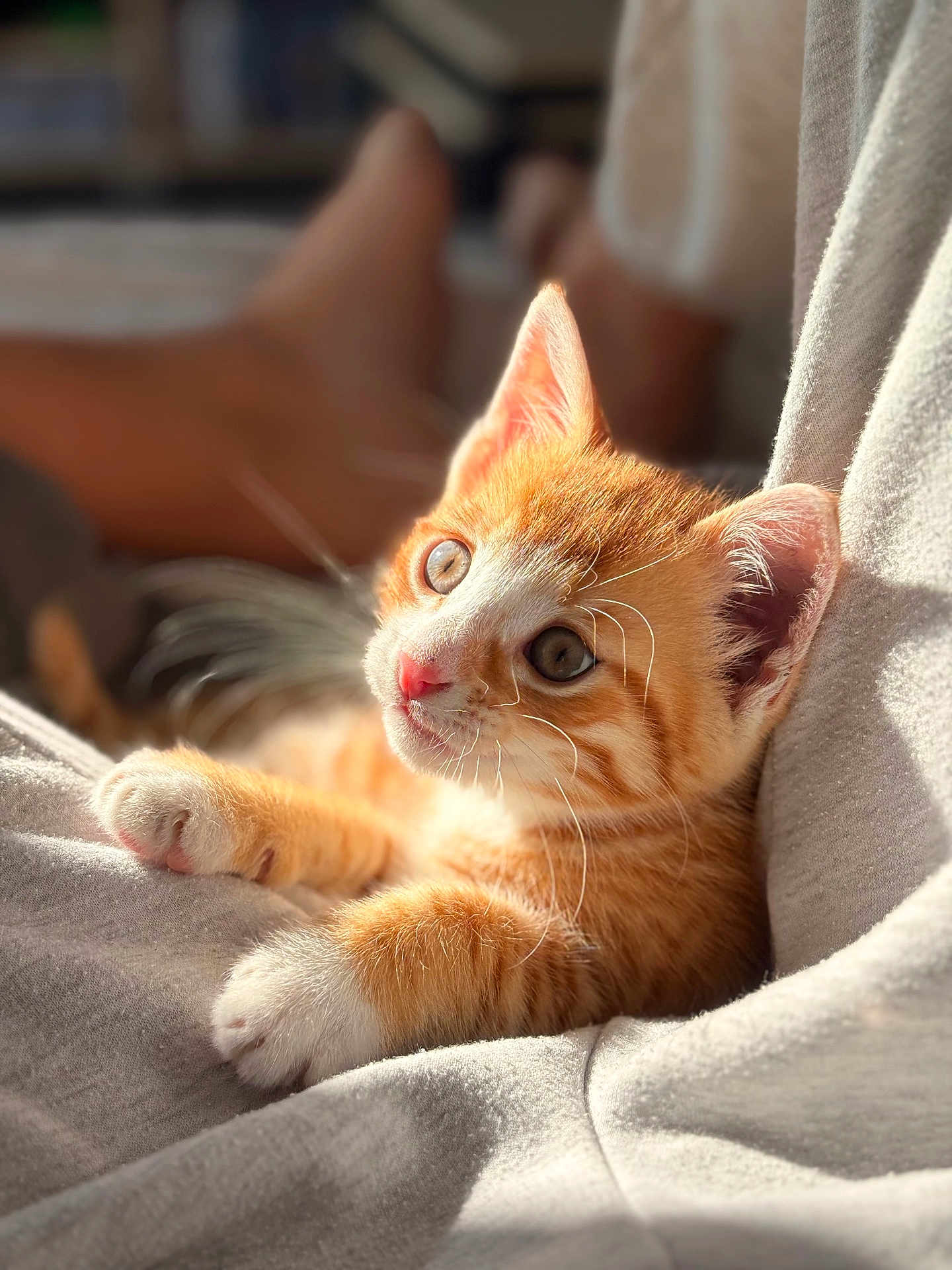 Oly participe au concours pour gagner de l'argent avec cette photo : kitten, cat, orange_tabby, fur, whiskers, ears, eyes, nose, paws, soft_fabric, grey_cloth, sunlight, indoor, closeup, pet, cute, relaxed, young_animal, feline, curious