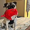 pug, dog, bed, plush_toy, red, pet, indoor, animal, cute, sitting, bedspread, furniture, canine, domestic_animal, face, ears, eyes, mouth, toy, cozy