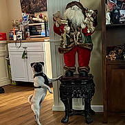 Chichi joined the competition — help win amazing prizes! pug, dog, santa_claus_figure, holiday_decor, teddy_bear, wooden_floor, kitchen, cabinet, microwave, decoration, indoor, pet, curious, standing, furniture, home, cozy, warm_lighting, toy, black_harness