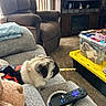 Chichi joined the competition — help win amazing prizes! dog, pug, couch, remote_control, living_room, plastic_container, storage_bin, recliner, carpet, dog_harness, toy, furniture, decor, window_blinds, skeleton_figurine, plant, treat, pet, indoor, relaxing