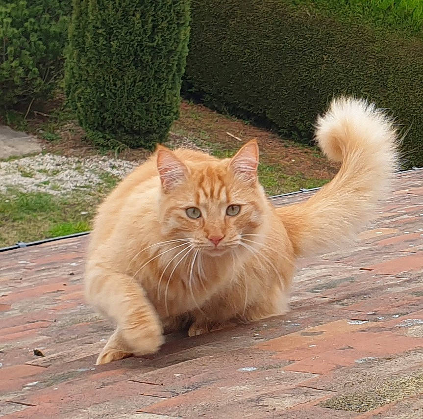 Lino participe au concours pour gagner de l'argent avec cette photo : asphalt, carnivore, cat, claw, domestic_short_haired_cat, eye, fawn, felidae, fur, grass, hair, plant, road_surface, small_to_medium_sized_cats, snout, tail, terrestrial_animal, whiskers, window, wood