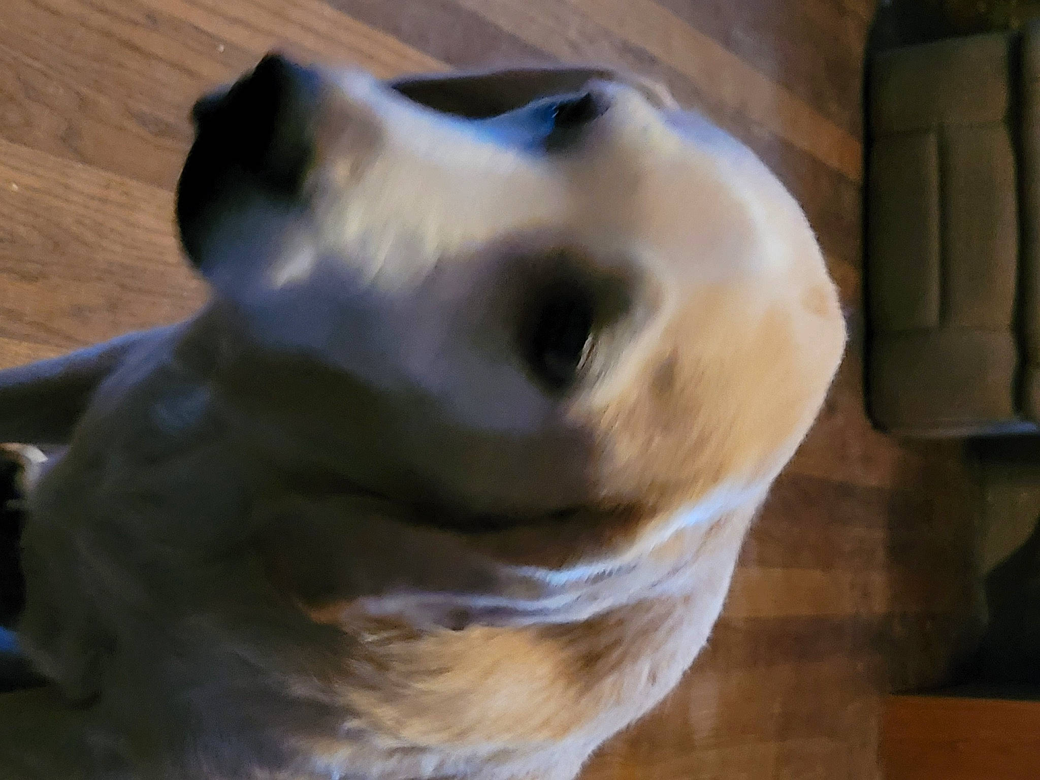 Bengal is registered to the contest to win money with this photo: artifact, canidae, carnivore, companion_dog, dog, dog_breed, fang, fawn, felidae, fur, head, jaw, non_sporting_group, sculpture, snout, sporting_group, terrestrial_animal, whiskers, wood, working_animal