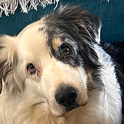 Ixo a rejoint le concours — aidez-le/la à gagner de superbes lots ! dog, close_up, fluffy, white_fur, black_fur, tan_markings, tilted_head, cute, pet, animal, indoor, cozy, fringe, fabric, teal_background, portrait, mammal, companion, friendly, curious