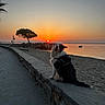 Ixo a rejoint le concours — aidez-le/la à gagner de superbes lots ! dog, sunset, beach, water, tree, stone_wall, sand, sky, calm, outdoor, nature, landscape, pet, animal, serene, twilight, sun, shore, relaxation, scenic
