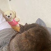 Misty a rejoint le concours — aidez-le/la à gagner de superbes lots ! bed, bedroom, blanket, cat, cozy, cuddly, curled_up, fur_texture, furry, gray_cat, indoor, pet, pillow, plush, resting, sleeping_cat, soft_lighting, stuffed_toy, teddy_bear, wall