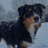 Milou participe au concours pour gagner de l'argent avec cette photo : animal, background, black, canine, cold, curious, daylight, dog, fur, grass, landscape, muzzle, nature, outdoor, pet, snow, snowflake, tan, tree, winter