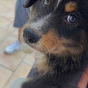 Amy participe au concours pour gagner de l'argent avec cette photo : puppy, dog, animal, pet, fluffy, fur, cute, closeup, portrait, eyes, black_fur, brown_fur, white_fur, outdoor, person, hand, holding, blurred_background, curious, young
