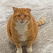 Hoppy joined the competition — help win amazing prizes! cat, orange_cat, white_paws, snow, winter, outdoor, pet, animal, fur, cute, chubby, sitting, tongue_out, snowflakes, cold, nature, mammal, whiskers, feline, front_view