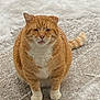 cat, orange_cat, white_paws, snow, winter, outdoor, pet, animal, fur, cute, chubby, sitting, tongue_out, snowflakes, cold, nature, mammal, whiskers, feline, front_view