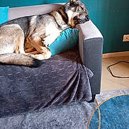 Shadow a rejoint le concours — aidez-le/la à gagner de superbes lots ! dog, couch, pillow, blanket, carpet, floor, wall, relaxed, resting, canine, pet, indoor, home, furniture, comfort, animal, laying_down, headrest, living_room, domestic