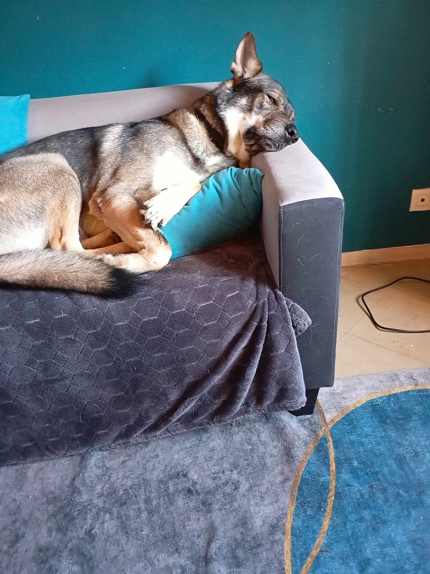 Shadow a rejoint le concours — aidez-le/la à gagner de superbes lots ! dog, couch, pillow, blanket, carpet, floor, wall, relaxed, resting, canine, pet, indoor, home, furniture, comfort, animal, laying_down, headrest, living_room, domestic