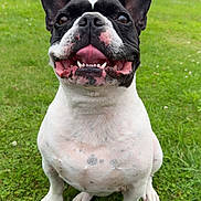 Rambo a rejoint le concours — aidez-le/la à gagner de superbes lots ! dog, french_bulldog, smiling, outdoor, grass, pet, canine, happy, tongue_out, ears_up, animal, spotted_fur, sitting, close_up, nature, yard, fence, house, greenery, cute