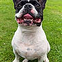 dog, french_bulldog, smiling, outdoor, grass, pet, canine, happy, tongue_out, ears_up, animal, spotted_fur, sitting, close_up, nature, yard, fence, house, greenery, cute
