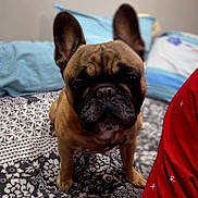 Oskay a rejoint le concours — aidez-le/la à gagner de superbes lots ! dog, french_bulldog, pet, bed, blanket, pillow, indoor, animal, ears, brown, black, face, cute, looking, standing, fur, snout, bedroom, rest, companion