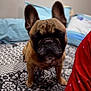 dog, french_bulldog, pet, bed, blanket, pillow, indoor, animal, ears, brown, black, face, cute, looking, standing, fur, snout, bedroom, rest, companion
