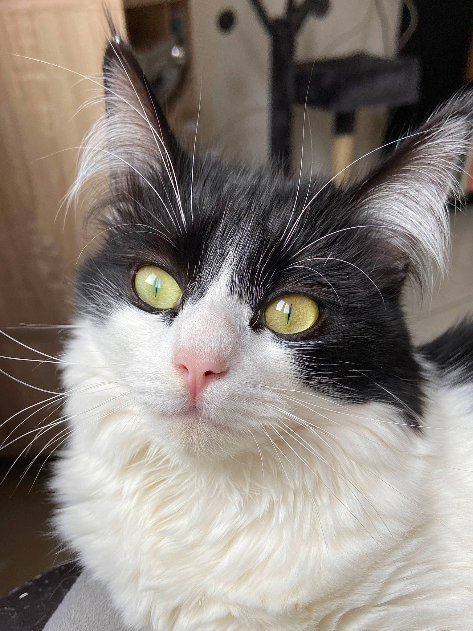 Ollie a rejoint le concours — aidez-le/la à gagner de superbes lots ! aegean_cat, black_and_white, carnivore, cat, domestic_long_haired_cat, domestic_short_haired_cat, eye, felidae, fur, kitten, maine_coon, mammal, norwegian_forest_cat, ragamuffin, small_to_medium_sized_cats, snout, vertebrate, whiskers