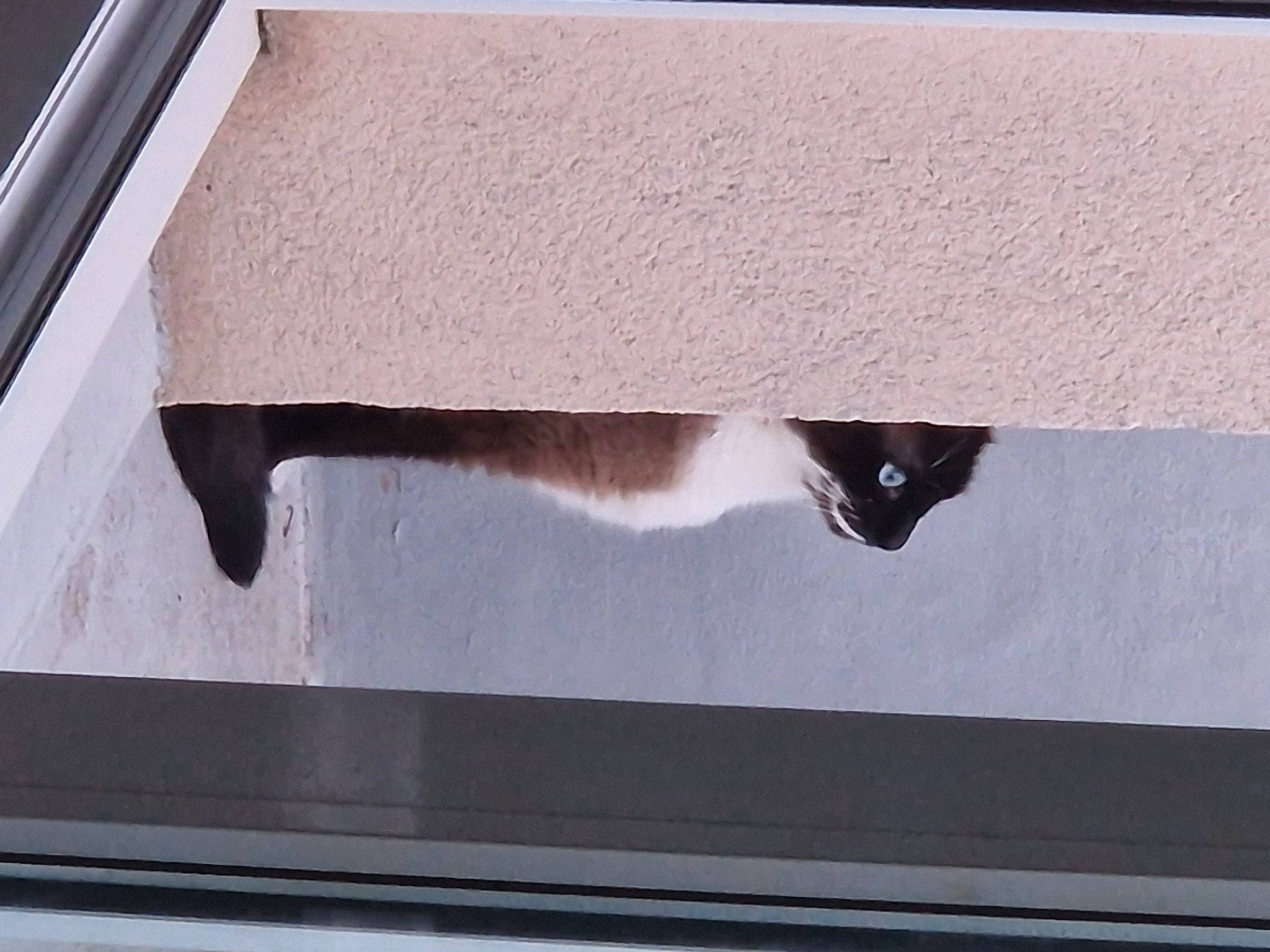 Smoky a rejoint le concours — aidez-le/la à gagner de superbes lots ! auto_part, automotive_exterior, carnivore, cat, felidae, fixture, hardwood, plywood, rectangle, roof, room, shadow, small_to_medium_sized_cats, table, tail, tints_and_shades, vehicle_door, window, windshield, wood