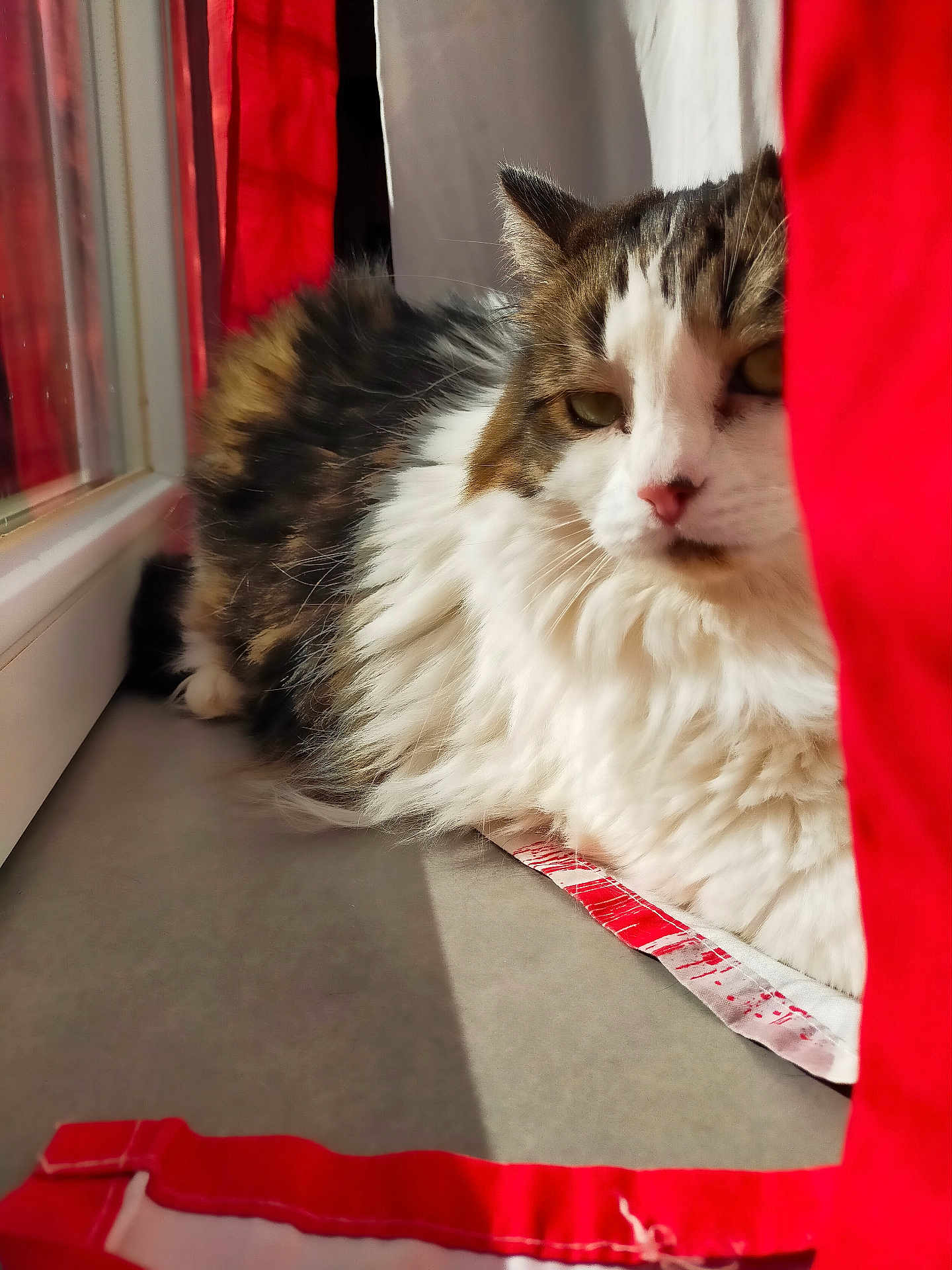 Princesse participe au concours pour gagner de l'argent avec cette photo : cat, fluffy, windowsill, red_curtain, sunlight, indoor, pet, feline, relaxed, cozy, white_fur, brown_fur, close_up, domestic_animal, window, resting, soft_light, curtain, portrait, animal
