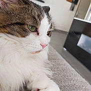 Princesse a rejoint le concours — aidez-le/la à gagner de superbes lots ! cat, close_up, fluffy, tabby, indoor, pet, animal, white, brown, green_eyes, feline, soft_texture, relaxed, living_room, couch, fur, whiskers, nose, paw, domestic