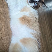 Simba a rejoint le concours — aidez-le/la à gagner de superbes lots ! cat, blue_eyes, fluffy, fur, wooden_floor, relaxed, pet, animal, indoor, curious, lying_down, whiskers, ears, cute, mammal, domestic, feline, soft, closeup, portrait