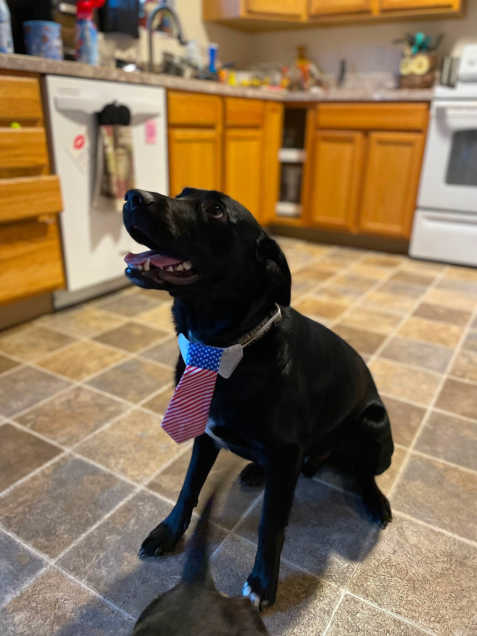 Bowie is registered to the contest to win money with this photo: cabinetry, carnivore, collar, companion_dog, cupboard, dog, dog_breed, dog_collar, fawn, flooring, fur, gun_dog, hardwood, home_appliance, kitchen_appliance, snout, sporting_group, tail, wood, working_animal