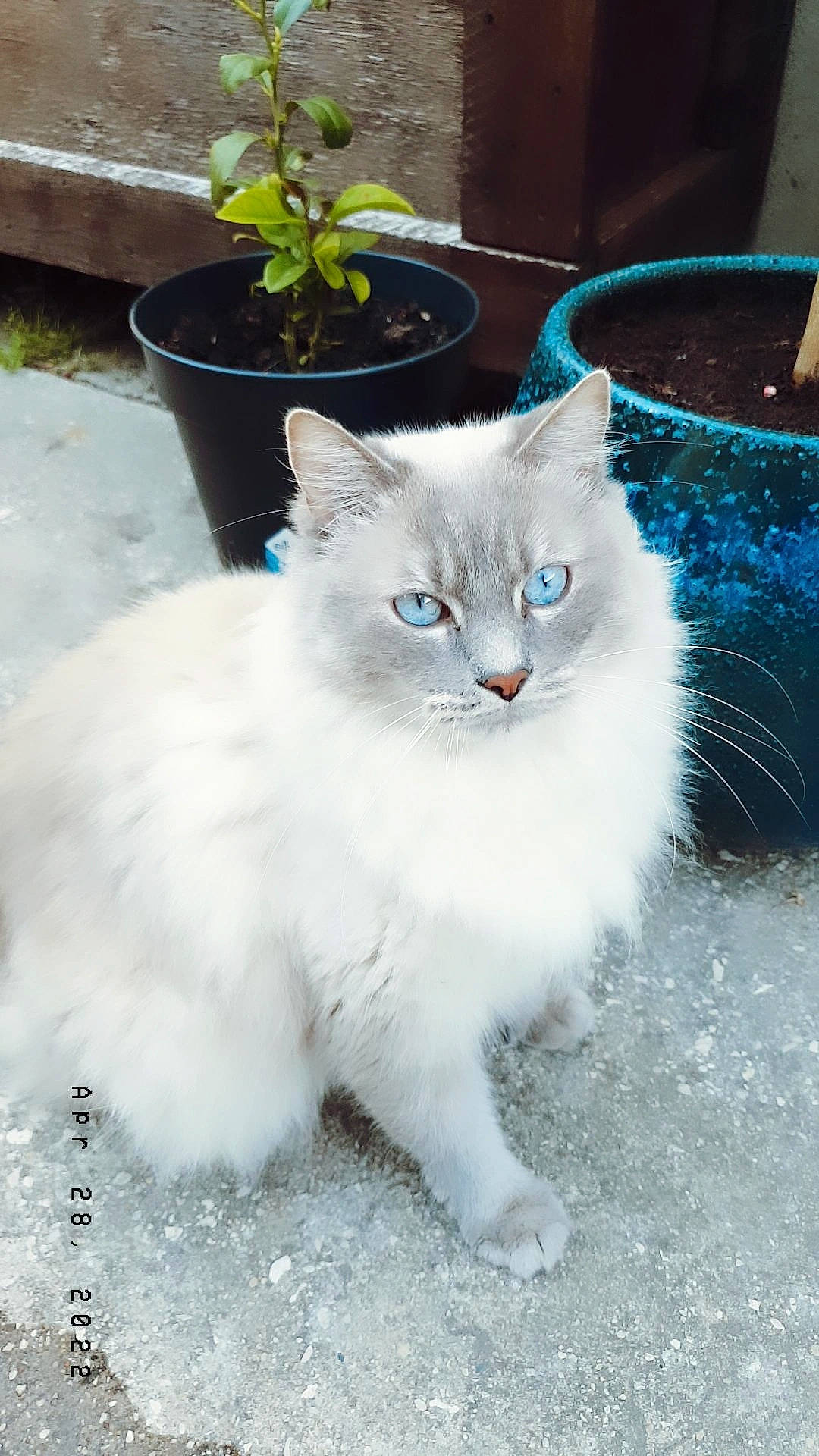 Snow a rejoint le concours — aidez-le/la à gagner de superbes lots ! annual_plant, british_longhair, carnivore, cat, claw, domestic_short_haired_cat, electric_blue, felidae, flowerpot, fur, houseplant, paw, plant, ragdoll, sitting, small_to_medium_sized_cats, tail, terrestrial_animal, whiskers