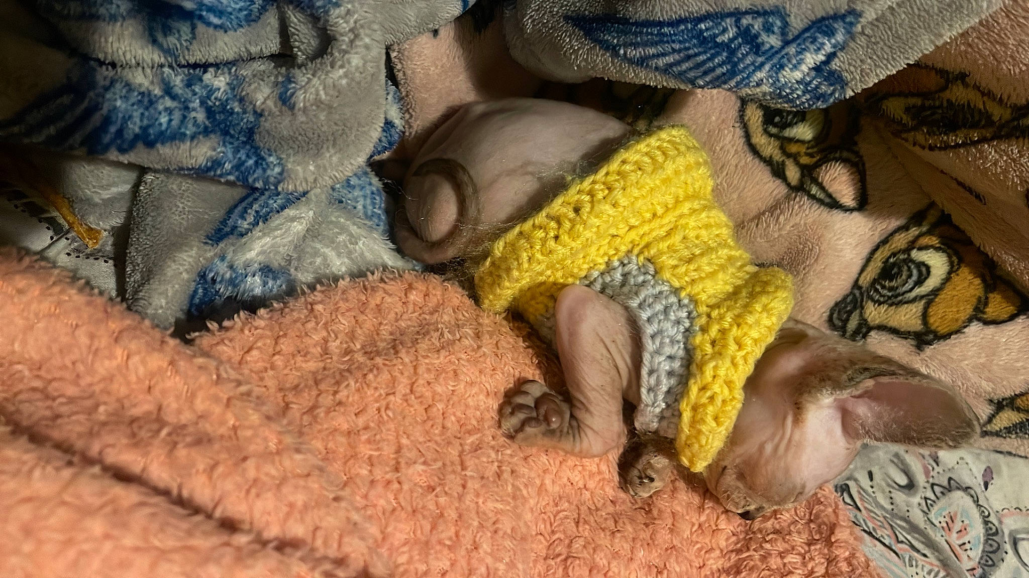 Chiyo is registered to the contest to win money with this photo: barefoot, carpet, child, comfort, flooring, foot, fur, grass, human_leg, lap, linens, nail, nap, pattern, room, sitting, textile, thigh, toe, woven_fabric