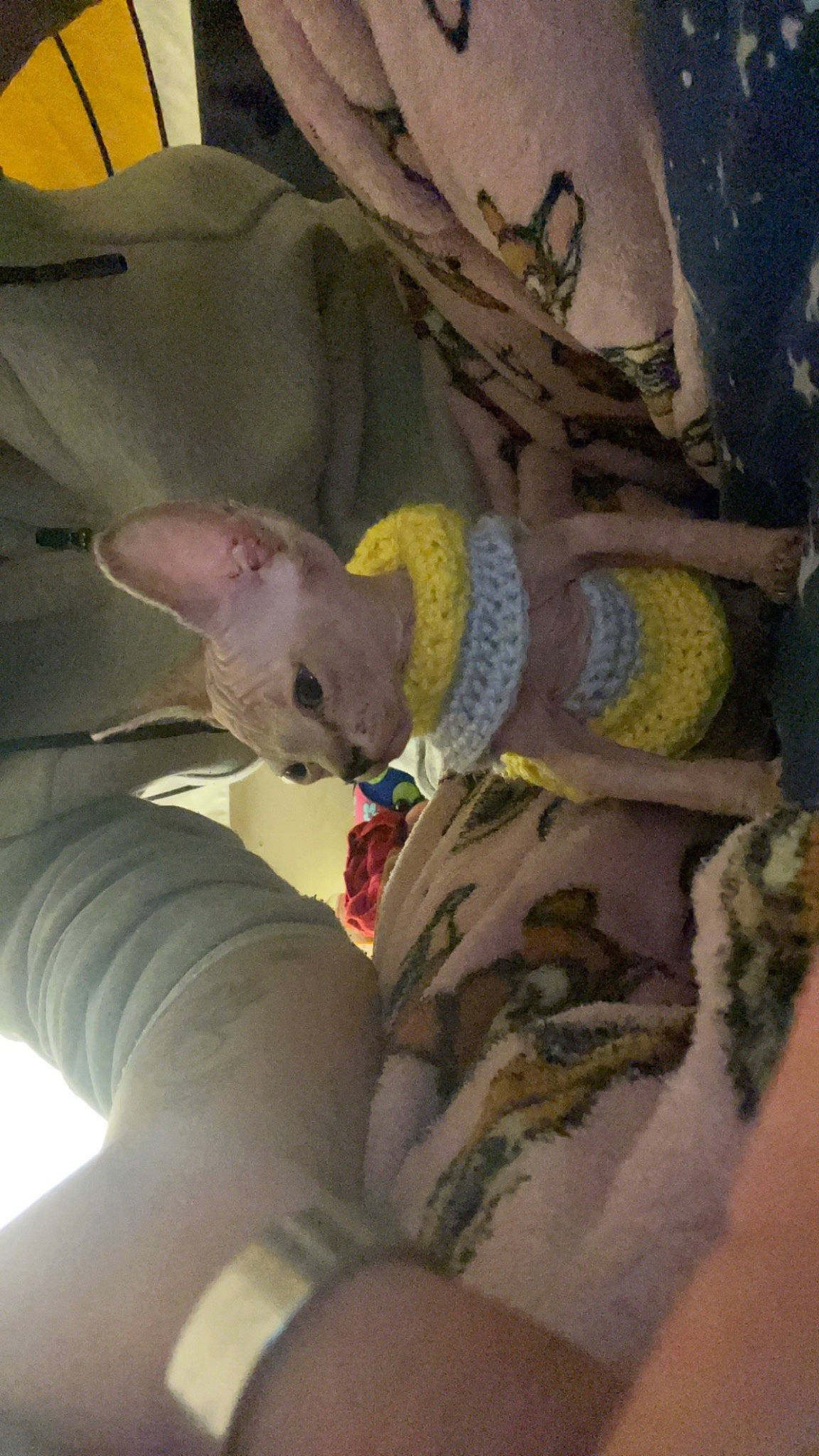 Chiyo is registered to the contest to win money with this photo: bed, blanket, canidae, carnivore, comfort, fawn, felidae, fur, linens, marsupial, muroidea, nap, room, sleep, small_to_medium_sized_cats, stuffed_toy, tail, teddy_bear, tree, whiskers