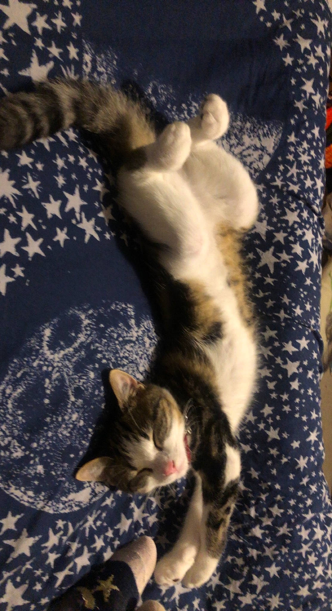 Alice is registered to the contest to win money with this photo: carnivore, cat, claw, comfort, domestic_short_haired_cat, fawn, felidae, fur, grey, linens, nap, pattern, paw, plant, small_to_medium_sized_cats, tail, tree, whiskers