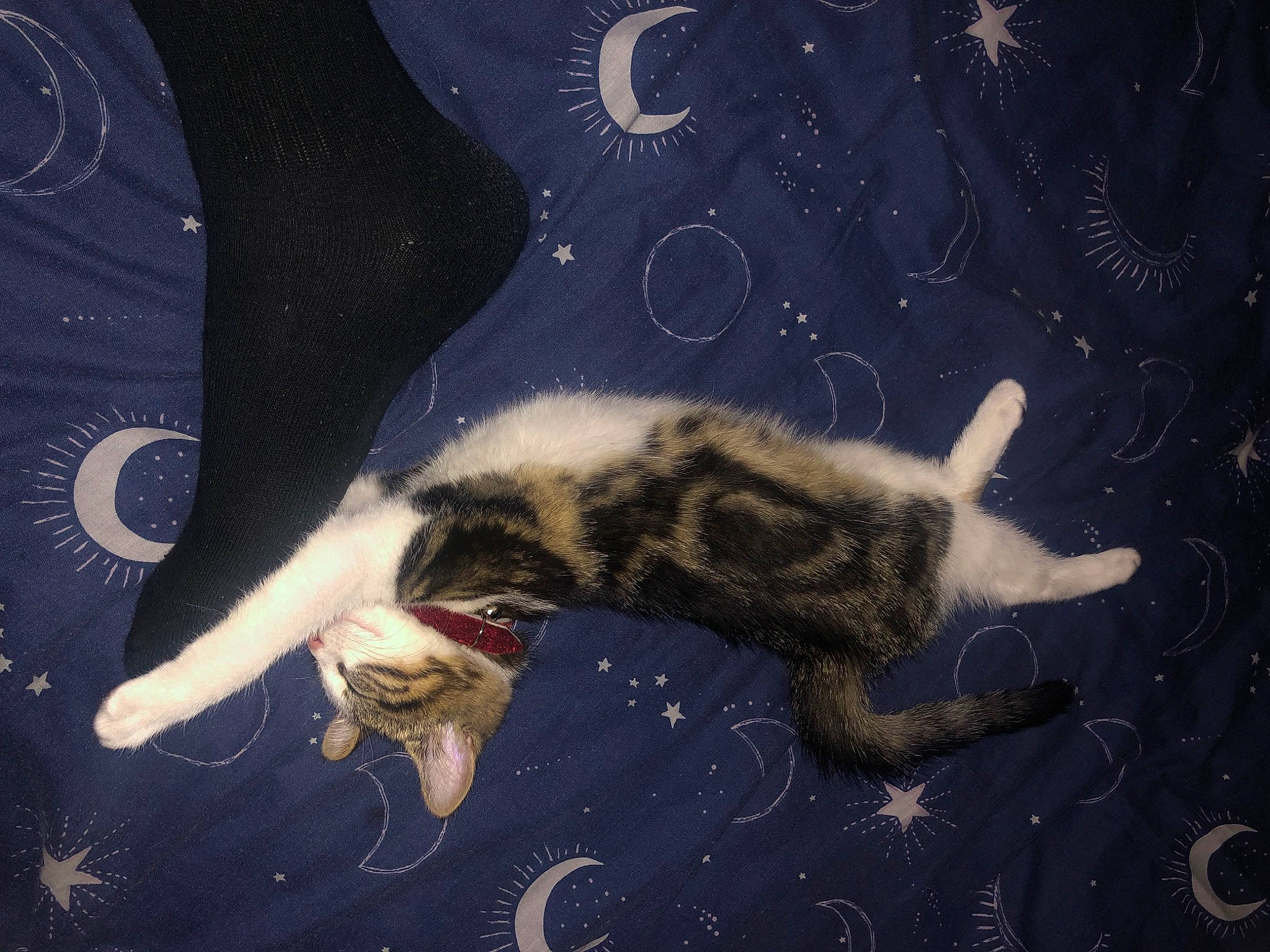 Alice is registered to the contest to win money with this photo: carnivore, cat, darkness, electric_blue, felidae, fur, gesture, grass, organism, pattern, paw, sky, small_to_medium_sized_cats, snout, space, tail, terrestrial_animal, water, whiskers, wildlife