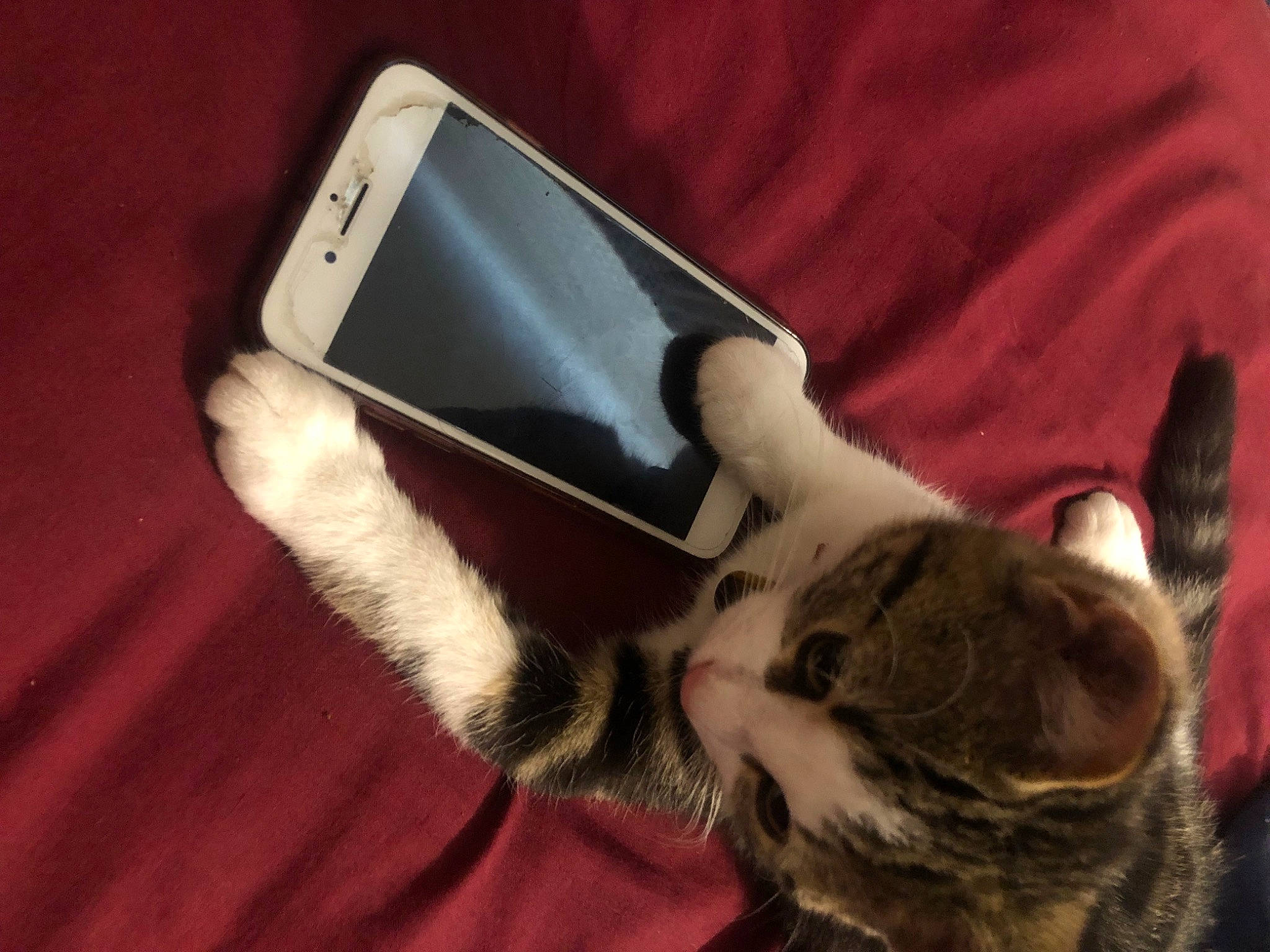 Alice is registered to the contest to win money with this photo: audio_equipment, carnivore, cat, comfort, communication_device, domestic_short_haired_cat, felidae, gadget, gesture, mobile_device, mobile_phone, paw, portable_communications_device, remote_control, small_to_medium_sized_cats, tail, telephone, telephony, thumb, whiskers