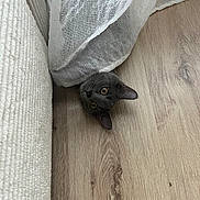 Bulle participe au concours pour gagner de l'argent avec cette photo : cat, gray_cat, feline, pet, animal, face, eyes, whiskers, ears, curious, playful, peeking, indoors, wood_floor, curtain, fabric, home, portrait, close_up, upside_down