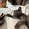 Bulle participe au concours pour gagner de l'argent avec cette photo : cat, kitten, sleeping, gray_cat, paw, stretched, relaxed, blanket, bed, cozy, indoor, home, furry, whiskers, ears, animal, pet, nap, domestic_cat, companion