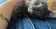 Bulle a rejoint le concours — aidez-le/la à gagner de superbes lots ! cat, gray_cat, kitten, pet, animal, close_up, portrait, whiskers, ears, eyes, wide_eyed, indoor, cuddling, human_hand, denim, blue_clothing, bracelet, furry, playful, cozy
