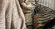 Loki a rejoint le concours — aidez-le/la à gagner de superbes lots ! cat, tabby_cat, feline, pet, animal, close_up, portrait, golden_eyes, whiskers, striped_fur, lying_down, relaxed, cozy, blanket, couch, indoors, soft_texture, paw, ears, photography