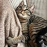 cat, tabby_cat, feline, pet, animal, close_up, portrait, golden_eyes, whiskers, striped_fur, lying_down, relaxed, cozy, blanket, couch, indoors, soft_texture, paw, ears, photography