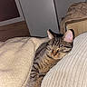 cat, tabby_cat, sleeping, cozy, blanket, pillow, bed, indoors, relaxed, pet, feline, fur, striped_fur, closed_eyes, whiskers, ears, snuggling, bedroom, soft_furnishings, portrait