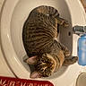 cat, tabby_cat, pet, animal, feline, sink, bathroom, indoors, lying_down, upside_down, wide_eyes, green_eyes, striped_fur, whiskers, paws, faucet, towel, red_towel, home, portrait