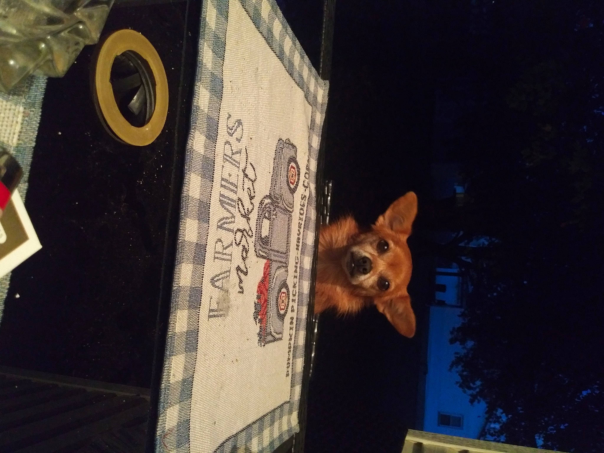 Chica is registered to the contest to win money with this photo: art, building, carnivore, city, darkness, event, facade, fawn, felidae, font, fur, midnight, night, signage, space, street, tree, visual_arts, whiskers, wildlife